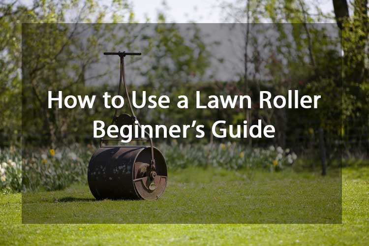 How to Use a Lawn Roller - Beginner’s Guide