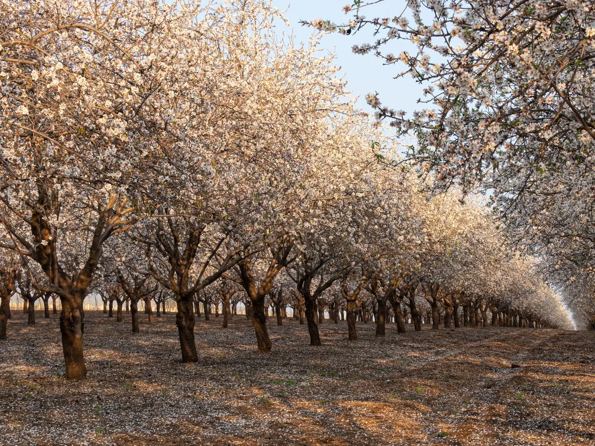 almond tree in texas
