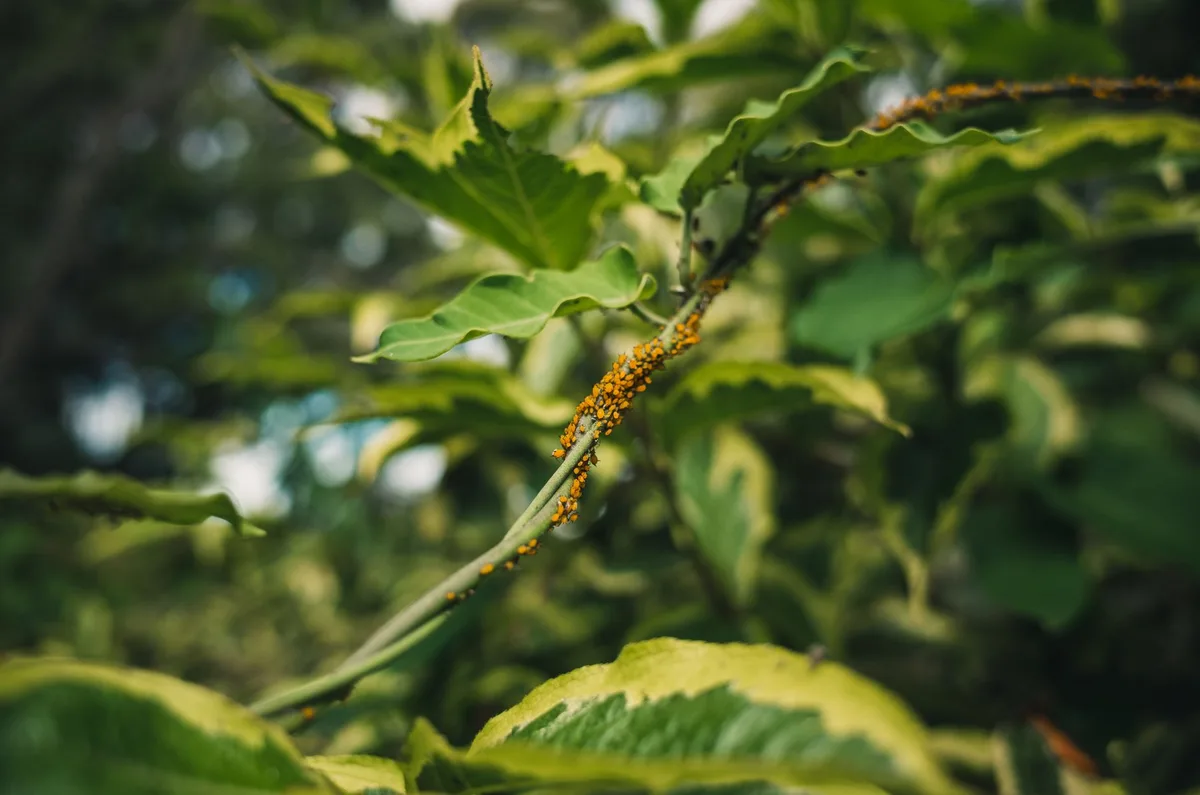 aphids on pepper leaves