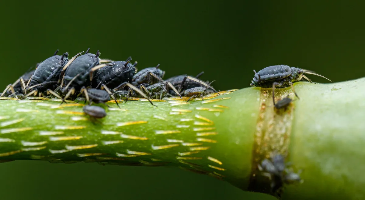 aphids on squash plant