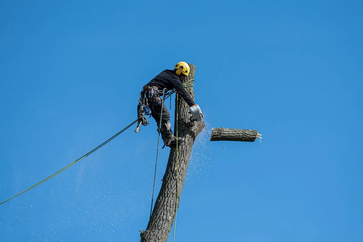 arborist cutting tree branch