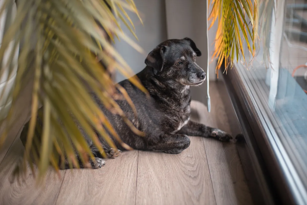 ASPCA plant list
