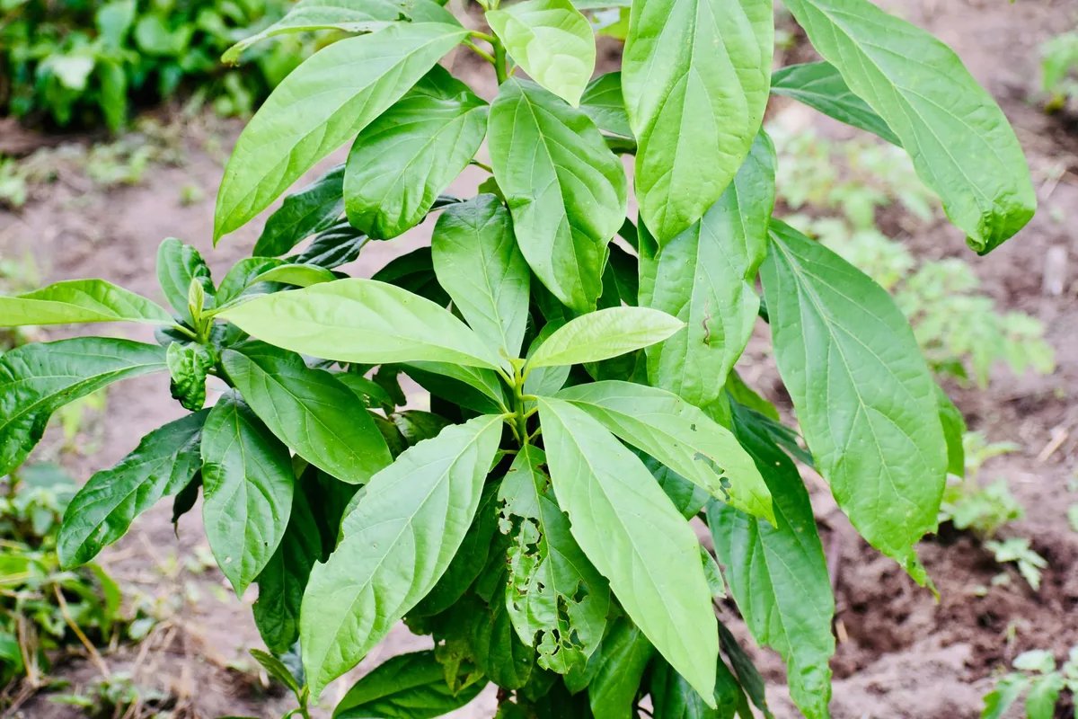 avocado plant yellow leaves dropping