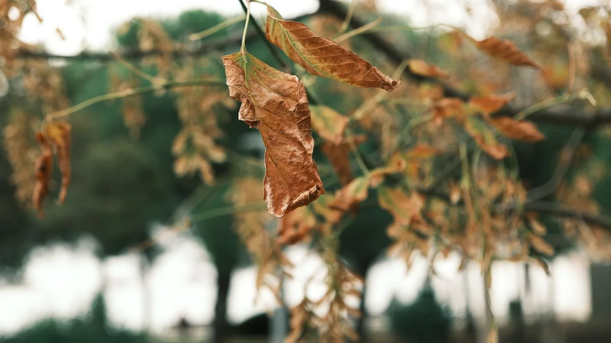 avocado tree dropping leaves