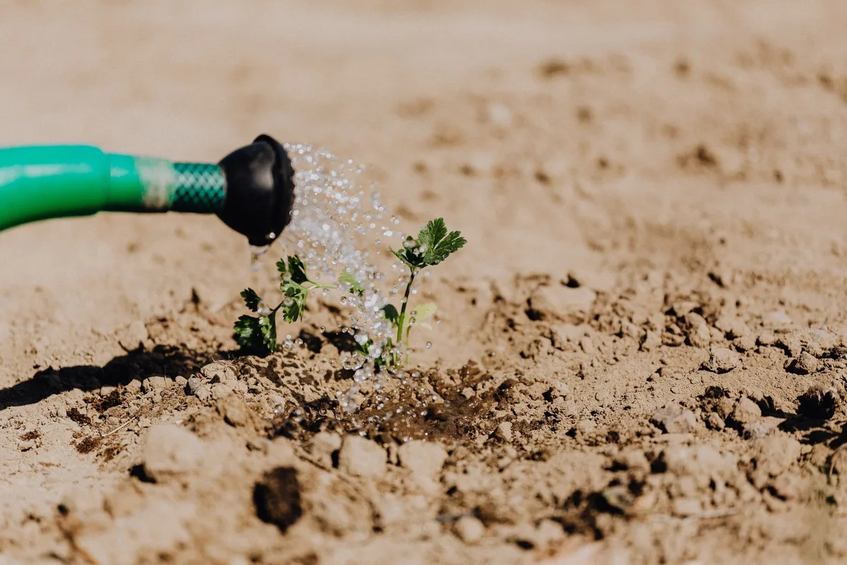 baking soil for pest control