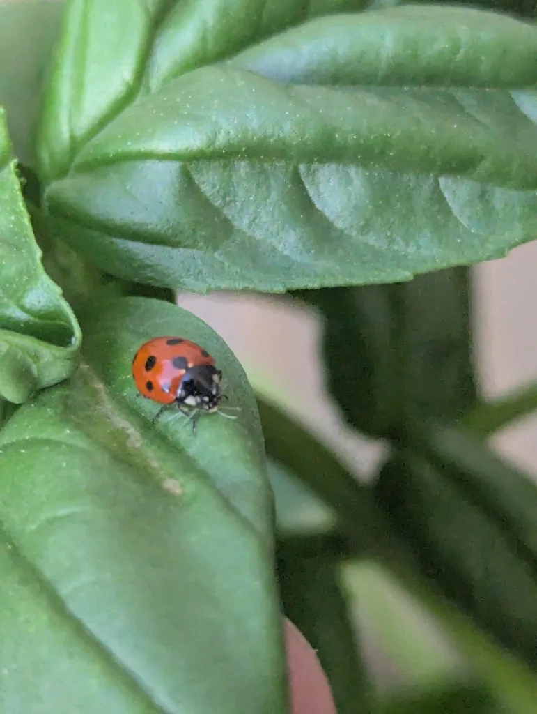 basil plant