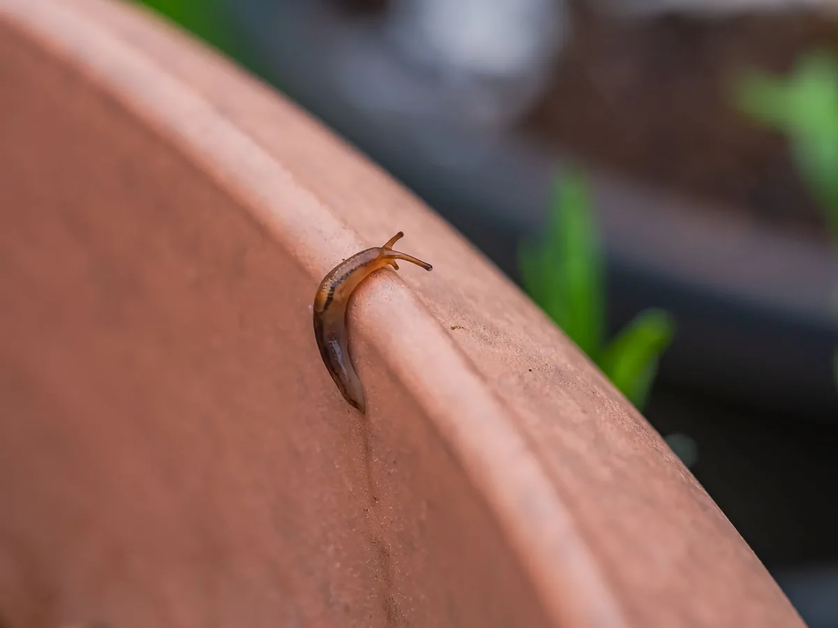 beer trap for slugs and snails