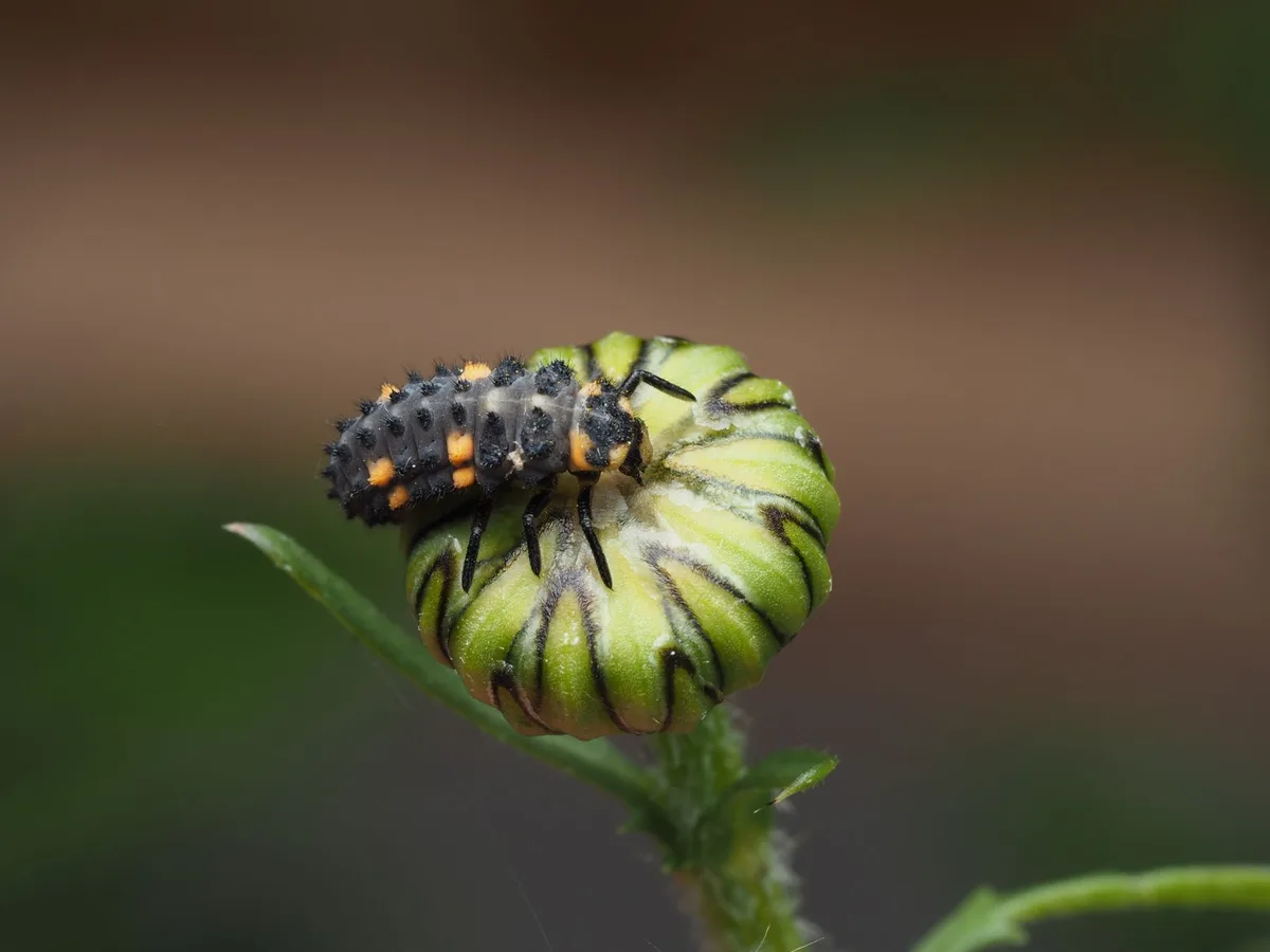 Beneficial insects garden