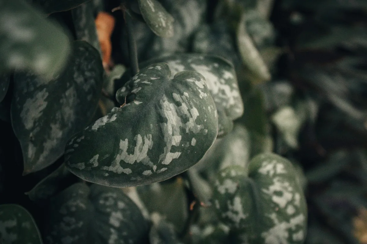 black spots on pothos leaf close up