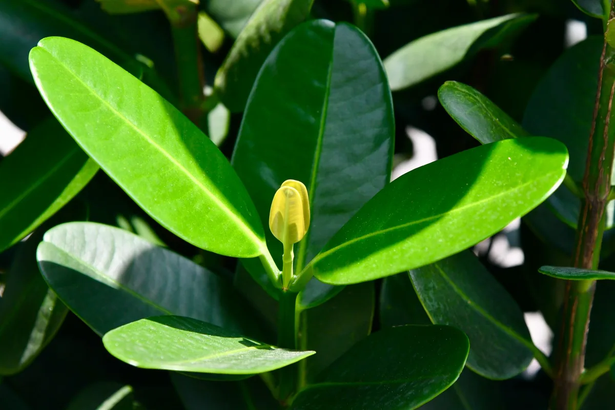 boxwood leaf miner damage