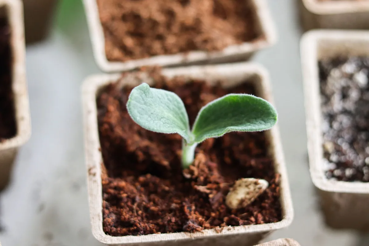 bush squash plant container garden