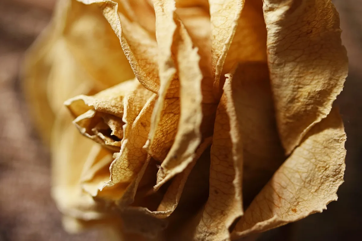 butterfly bush dead branch