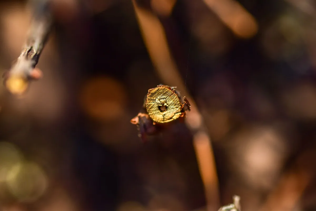 butterfly bush dormant vs dead