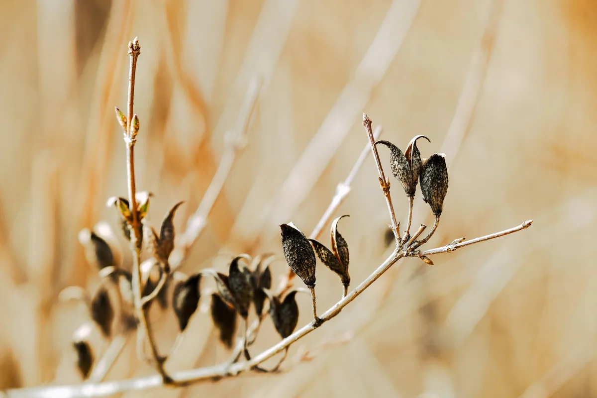 butterfly bush looks dead in spring