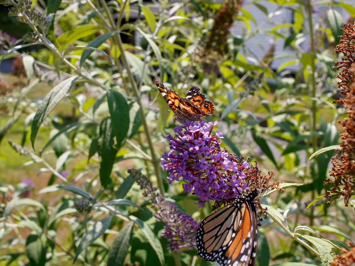 butterfly bush looks dead