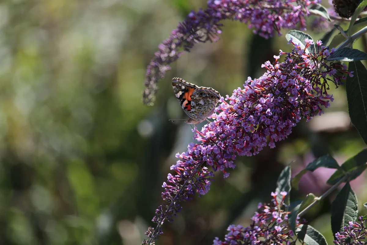 butterfly bush winter damage