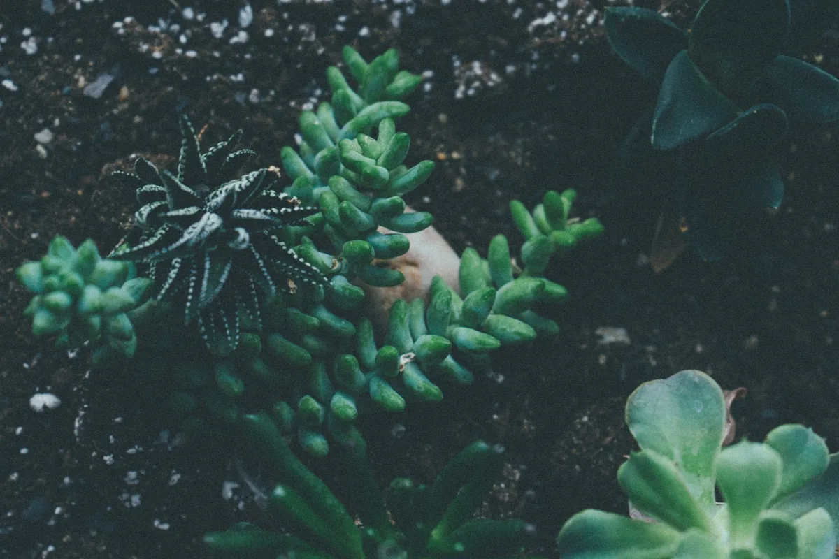 cactus soil mix drainage