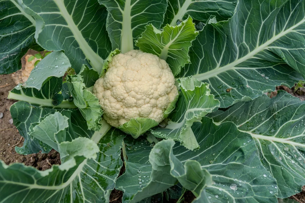 cauliflower with small brown spots