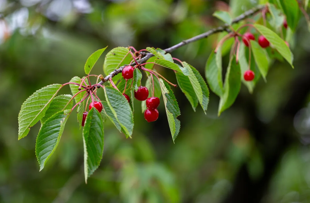 cherry tree drooping leaves