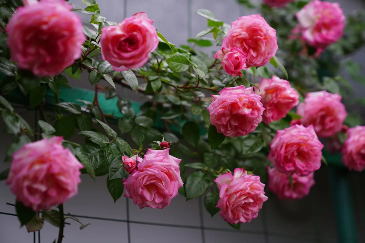 climbing roses trellis guide