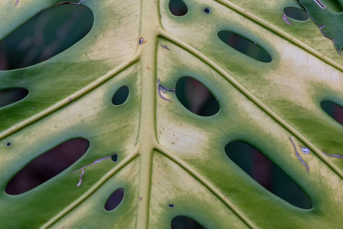 close up monstera leaf fungal infection