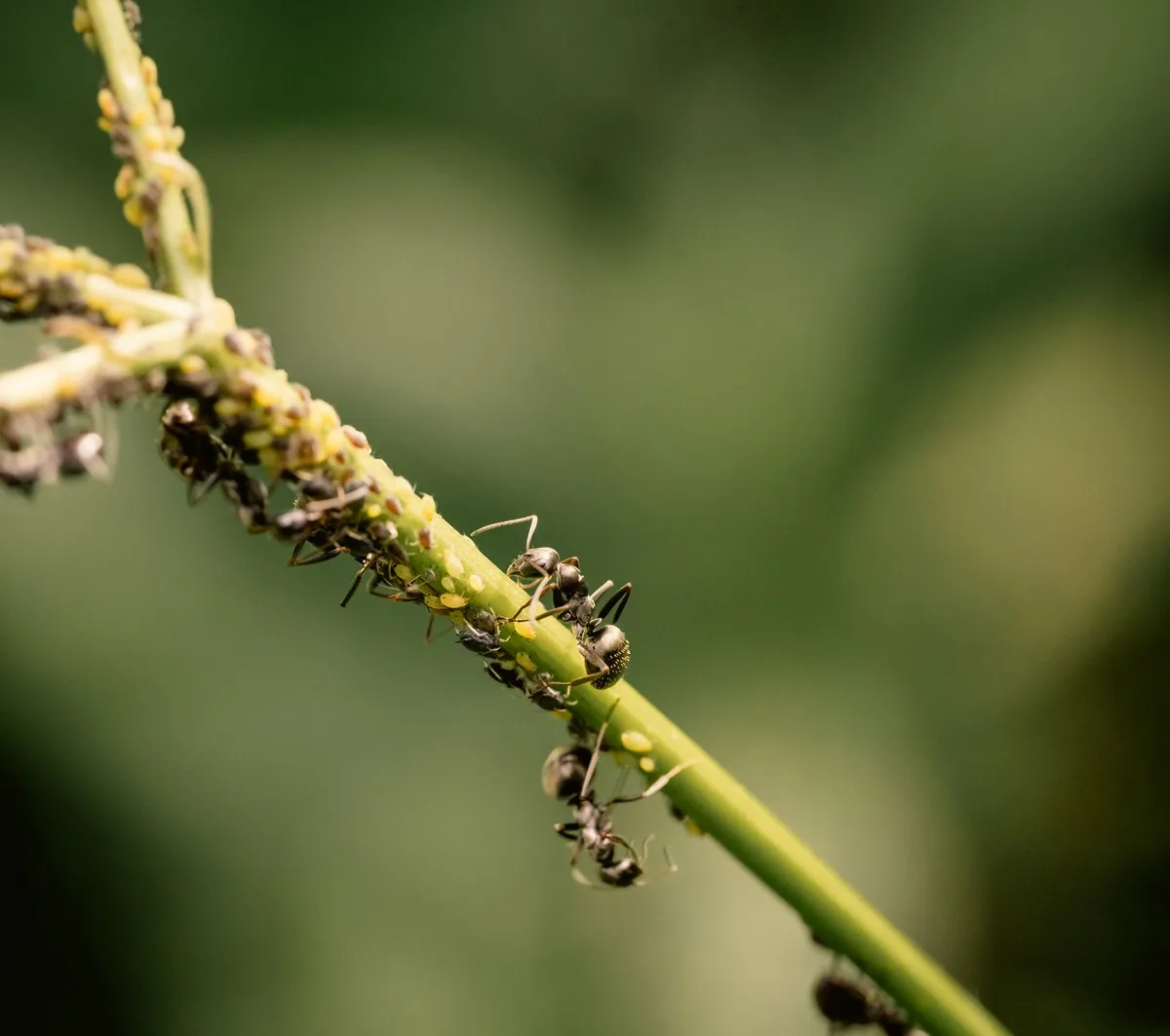 close up of aphids on rose stem