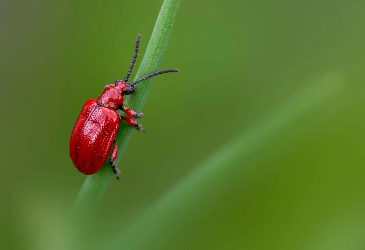 common strawberry pests identification