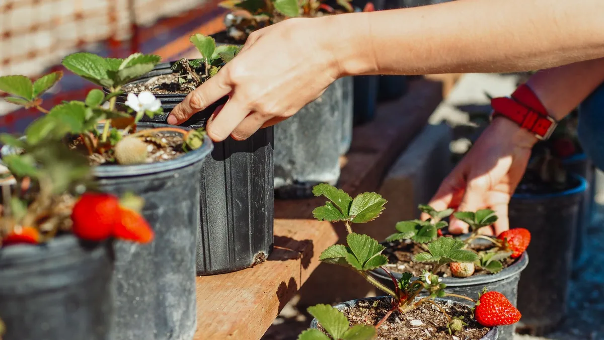companion planting for strawberries