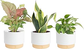 Costa Farms Live Indoor House Plants