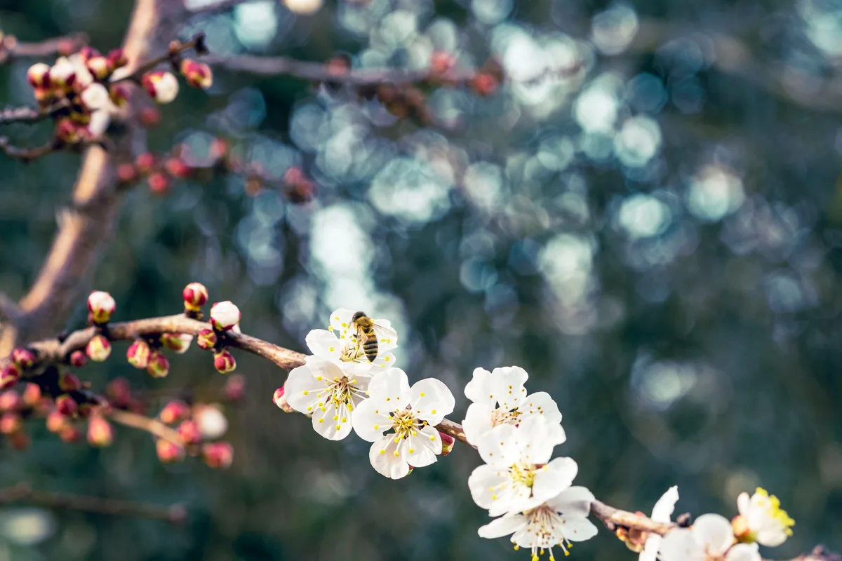 cross-pollinating plum varieties