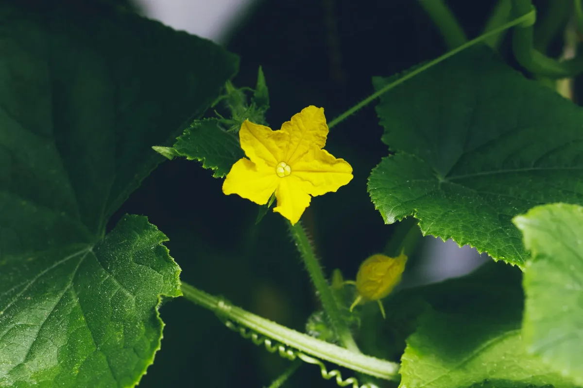cucumber plant male flowers