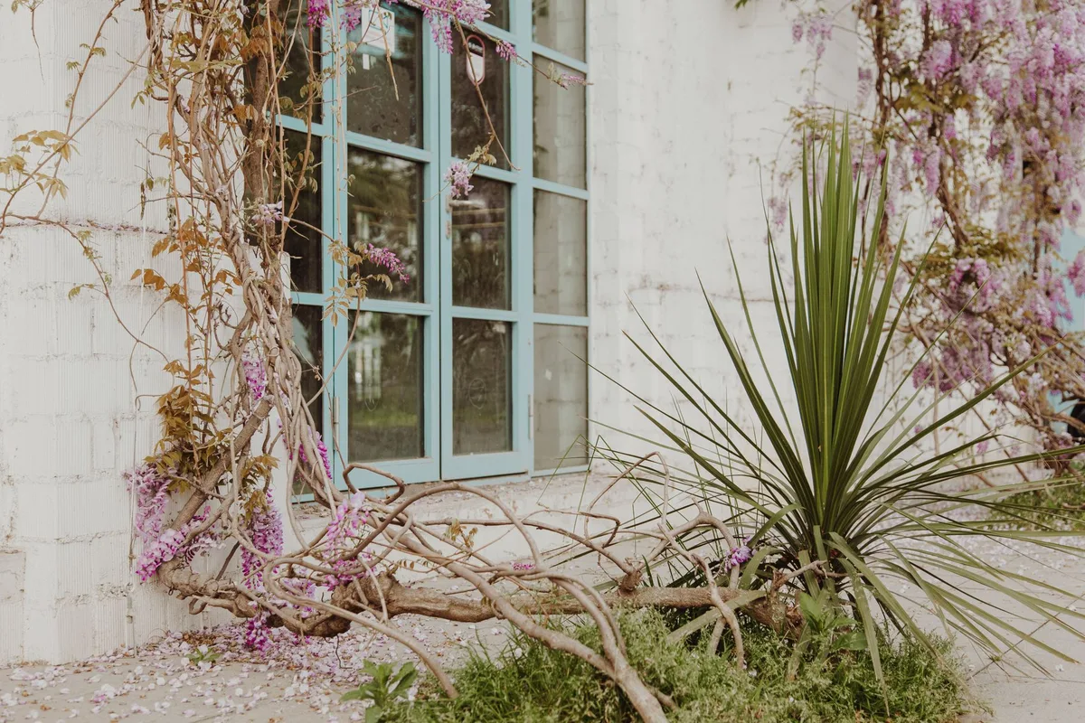 cutting wisteria plant