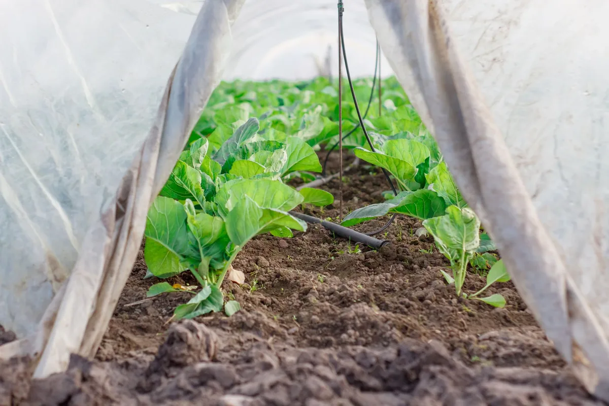 cutworm collar cardboard