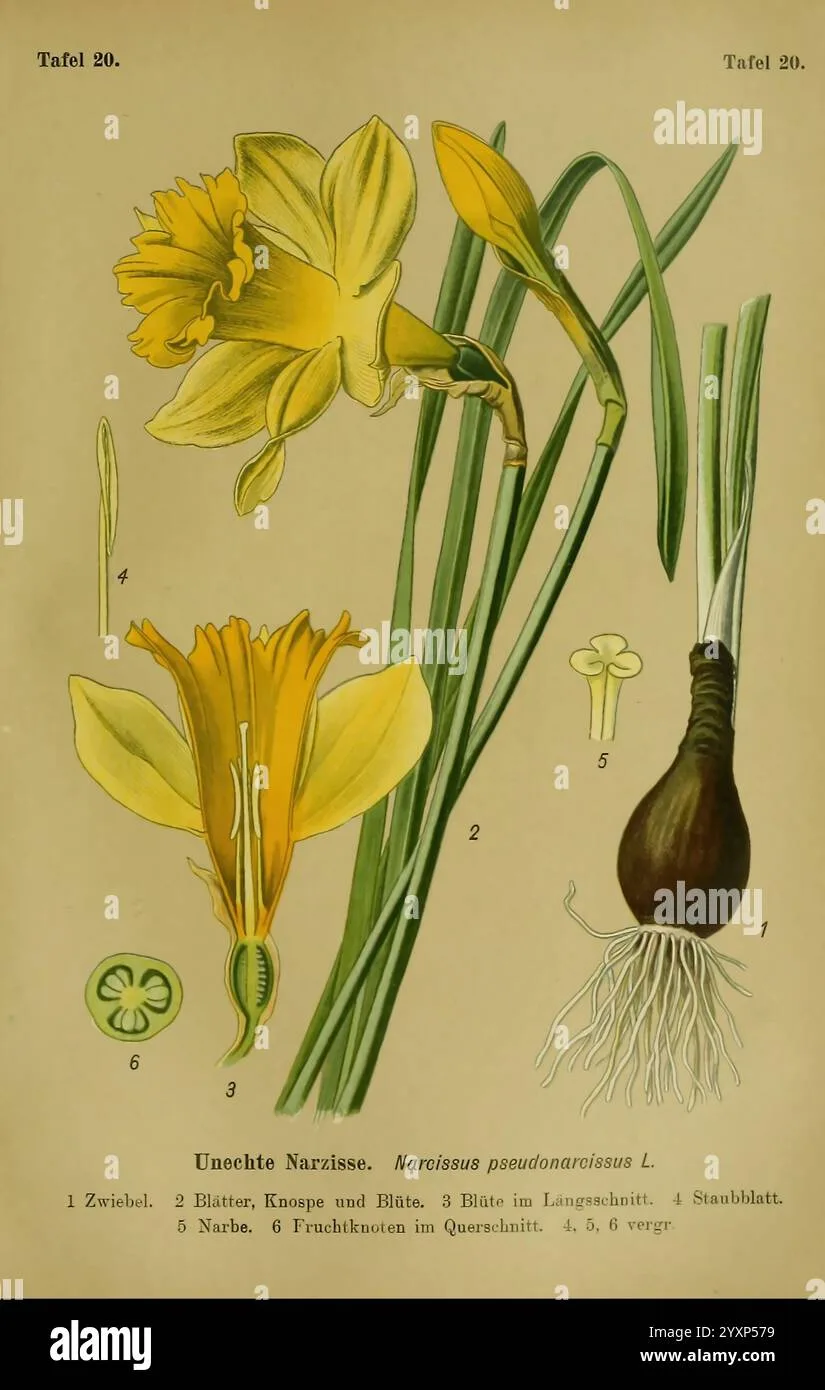 Daffodil anatomy