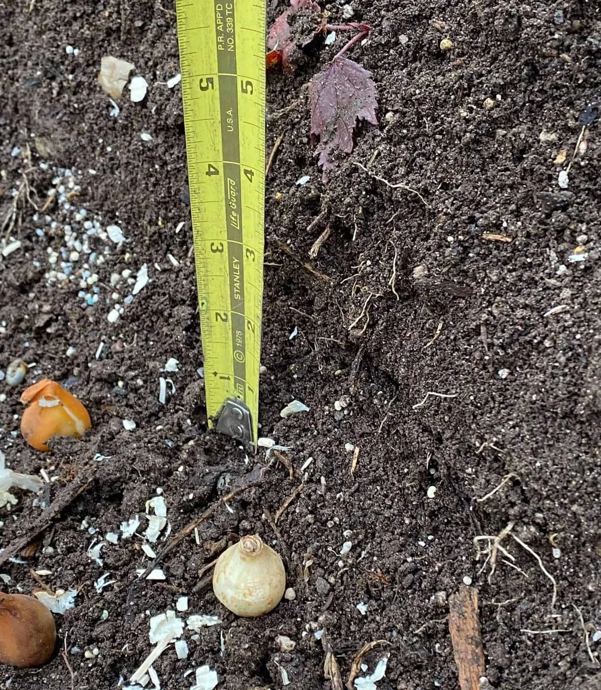 daffodil bulb planting depth