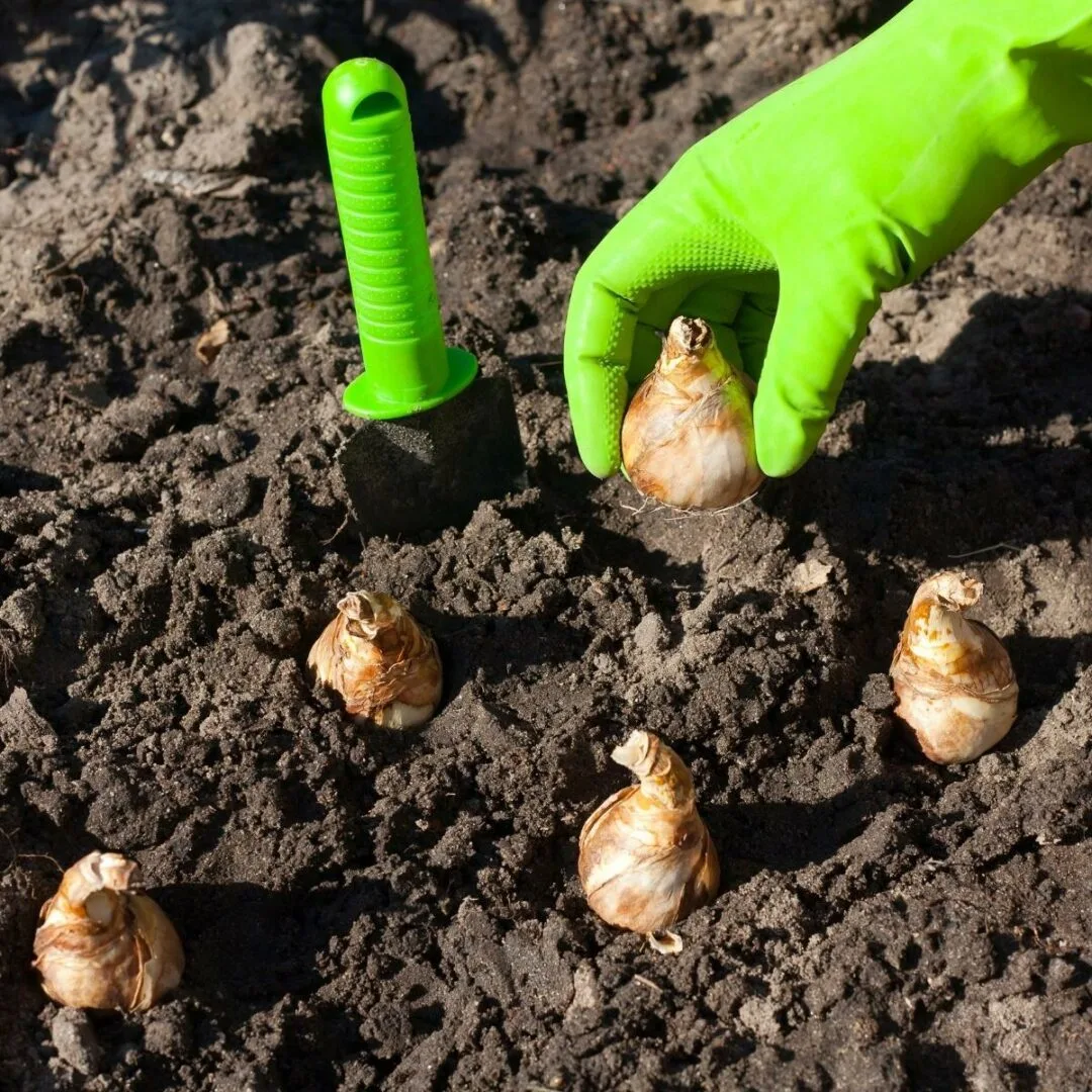 Daffodil bulb spacing pattern