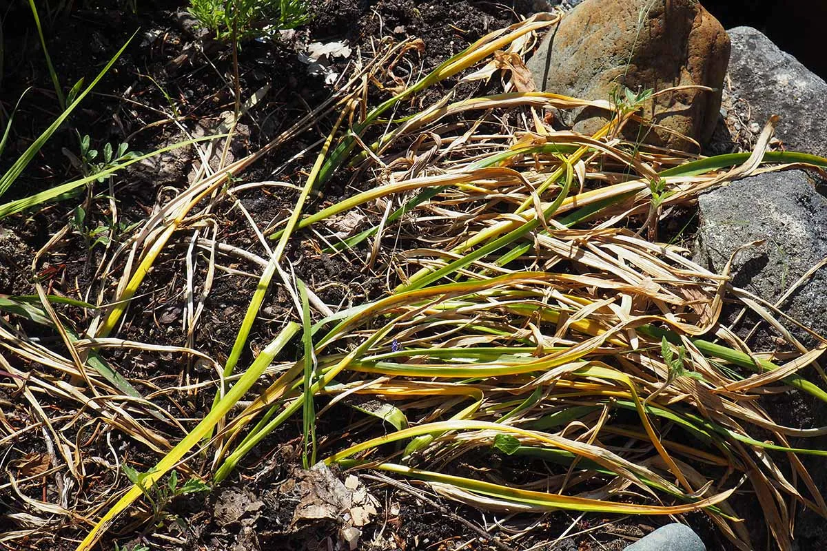 Daffodil leaves senescing