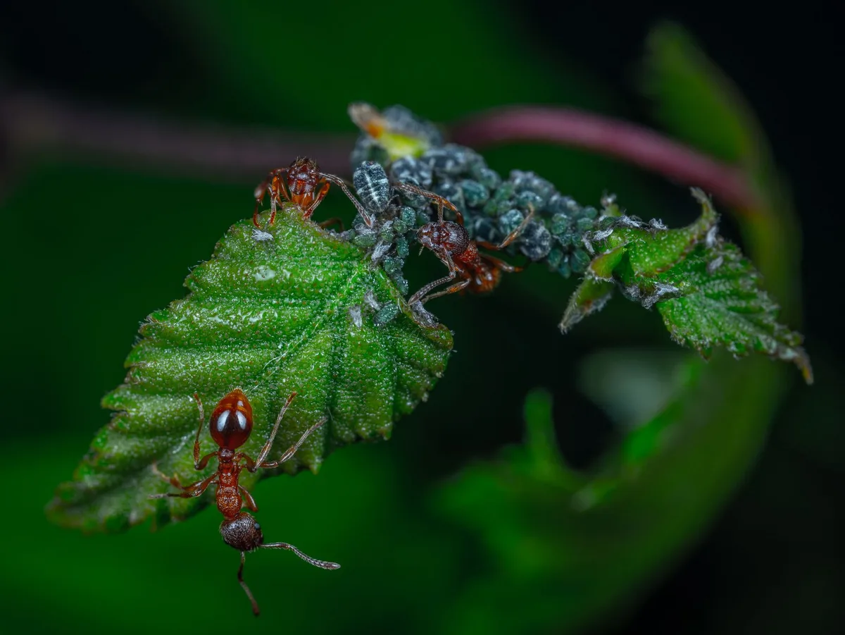 dahlia pests aphids
