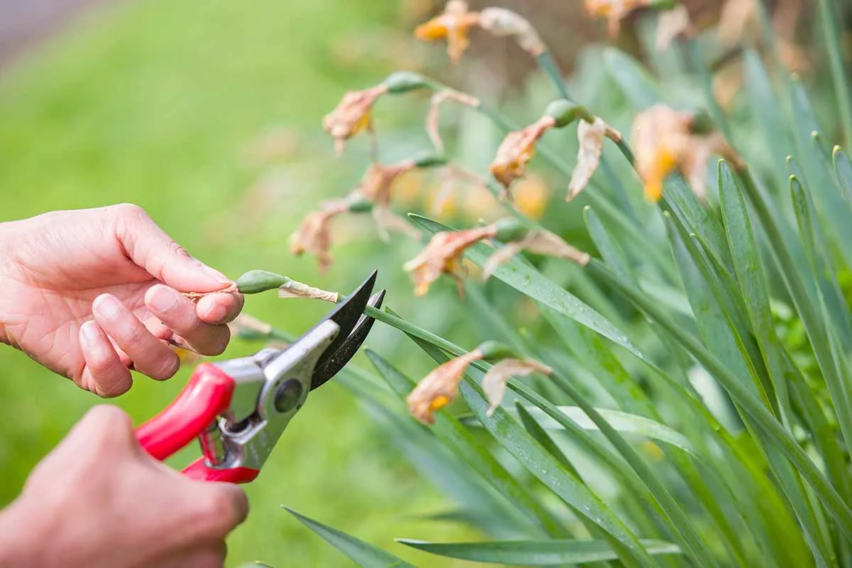 Deadheading daffodils