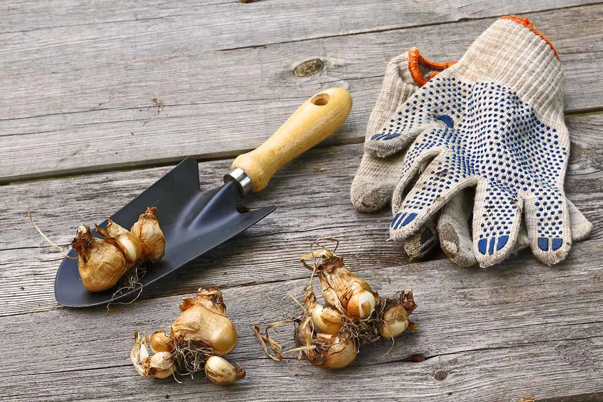 Dividing daffodil bulbs
