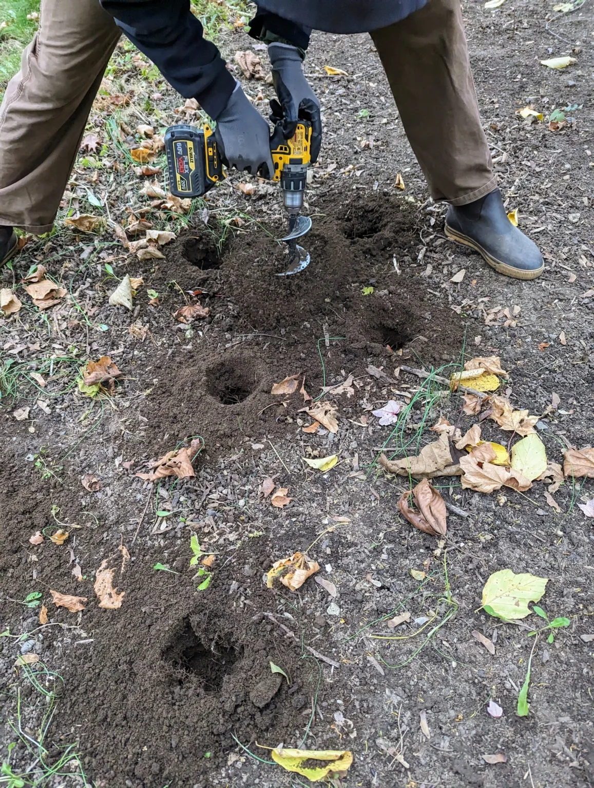 Drill auger planting daffodils