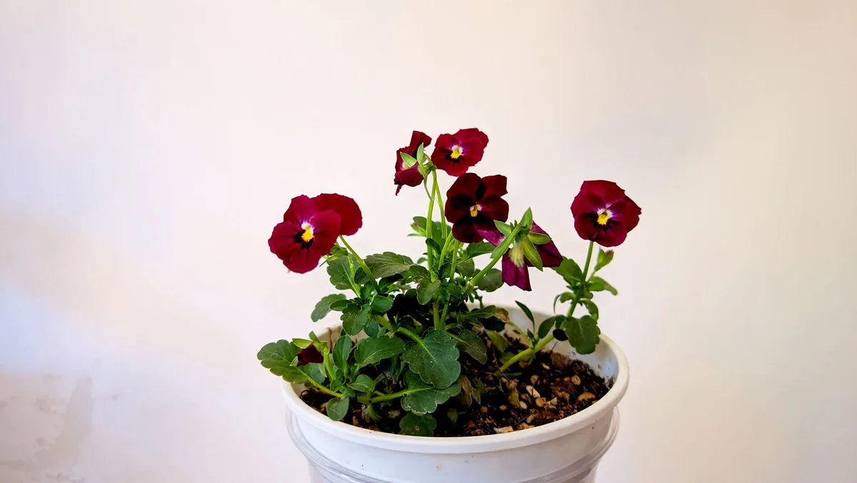 drooping pansies