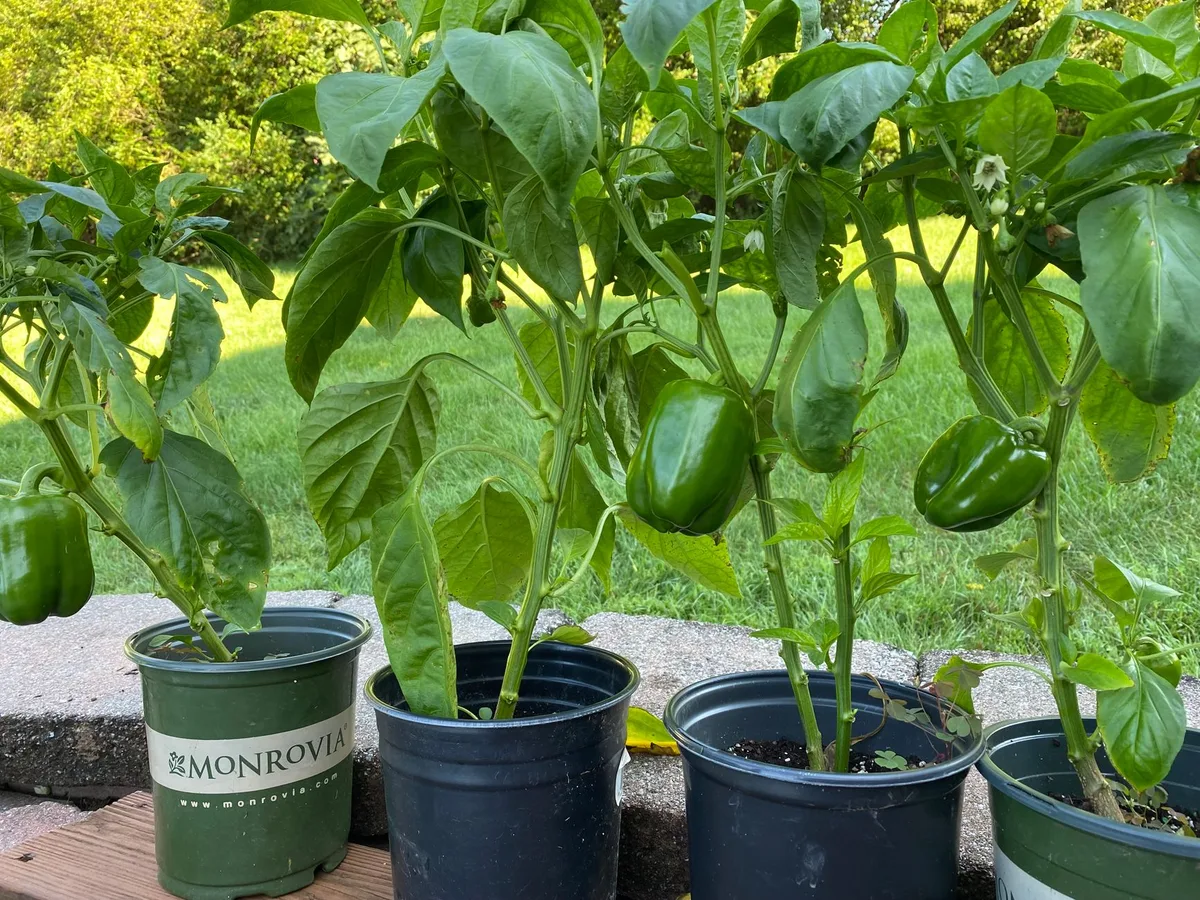 droopy pepper plants