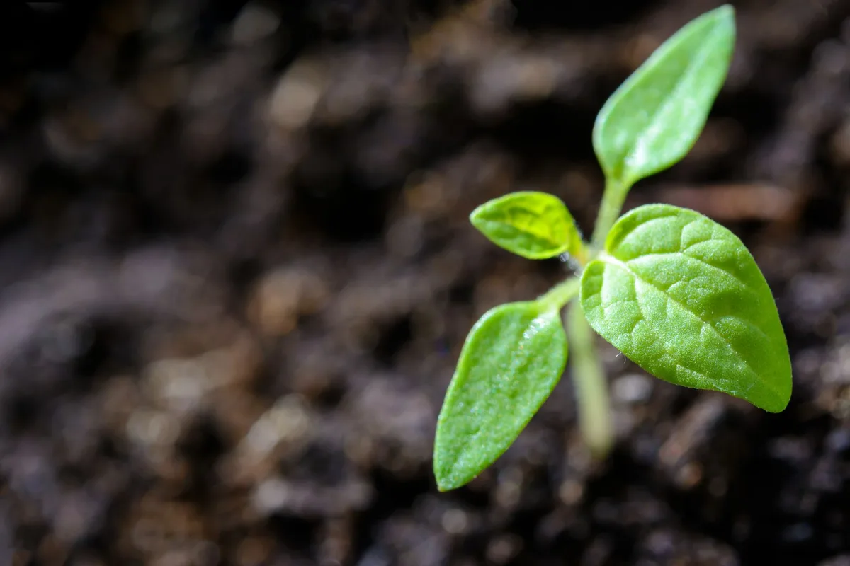 Edible Plants vs Ornamental Plants