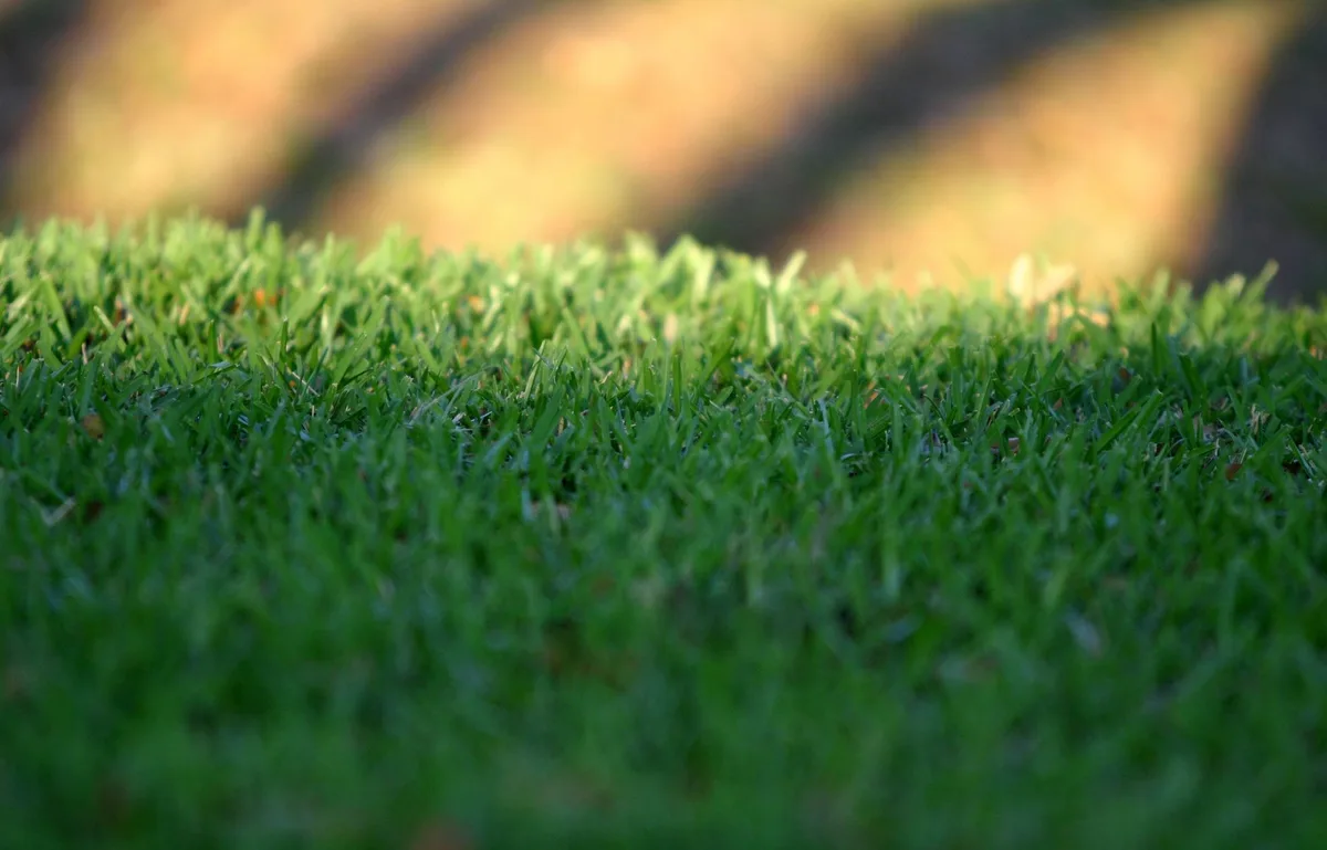 established turfgrass