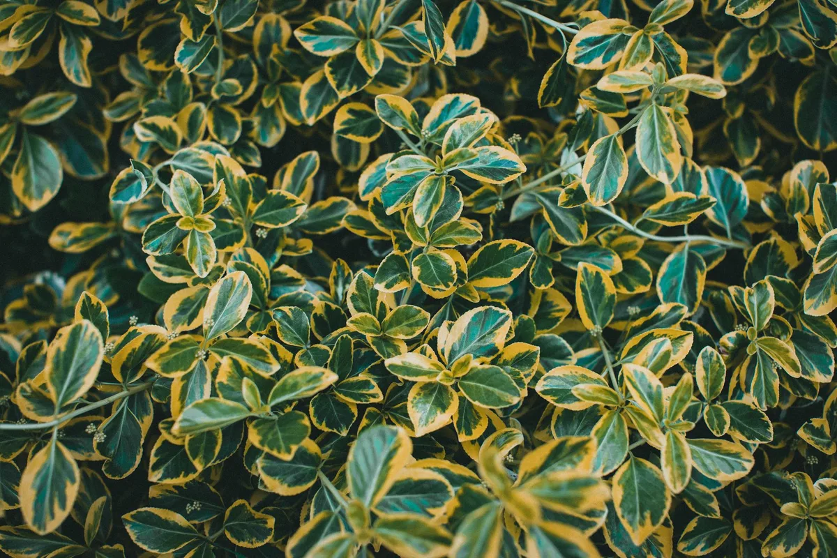 Euonymus plant health issues