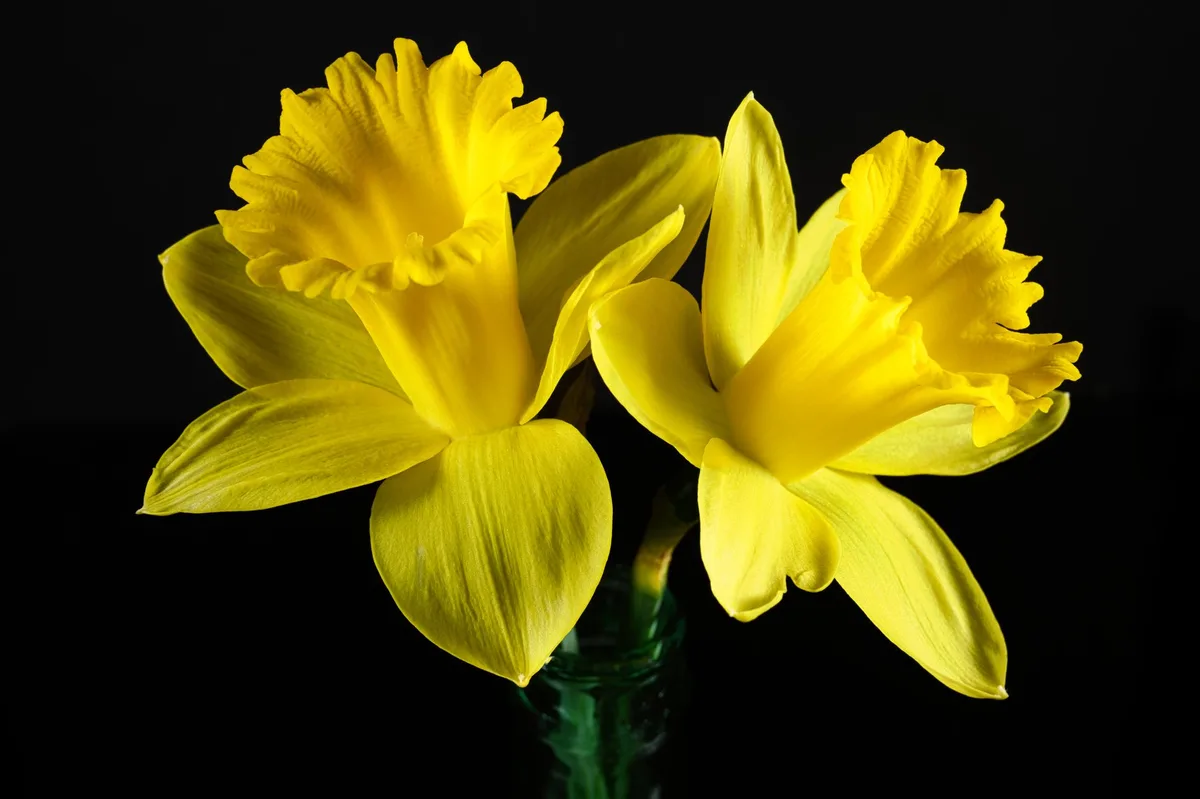 felt daffodil trumpet