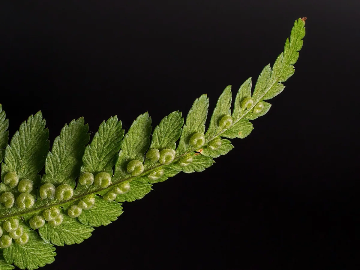 fern silhouette frosted glass