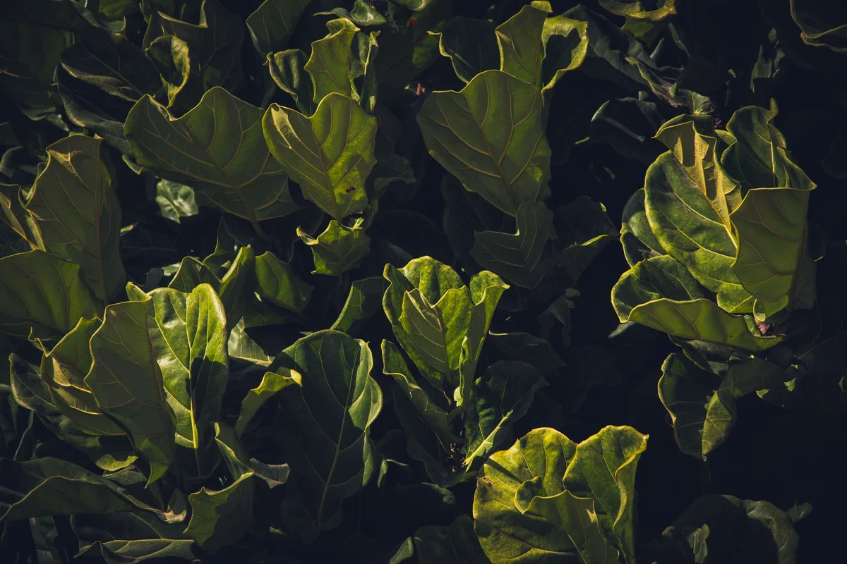 fiddle leaf fig leaf node