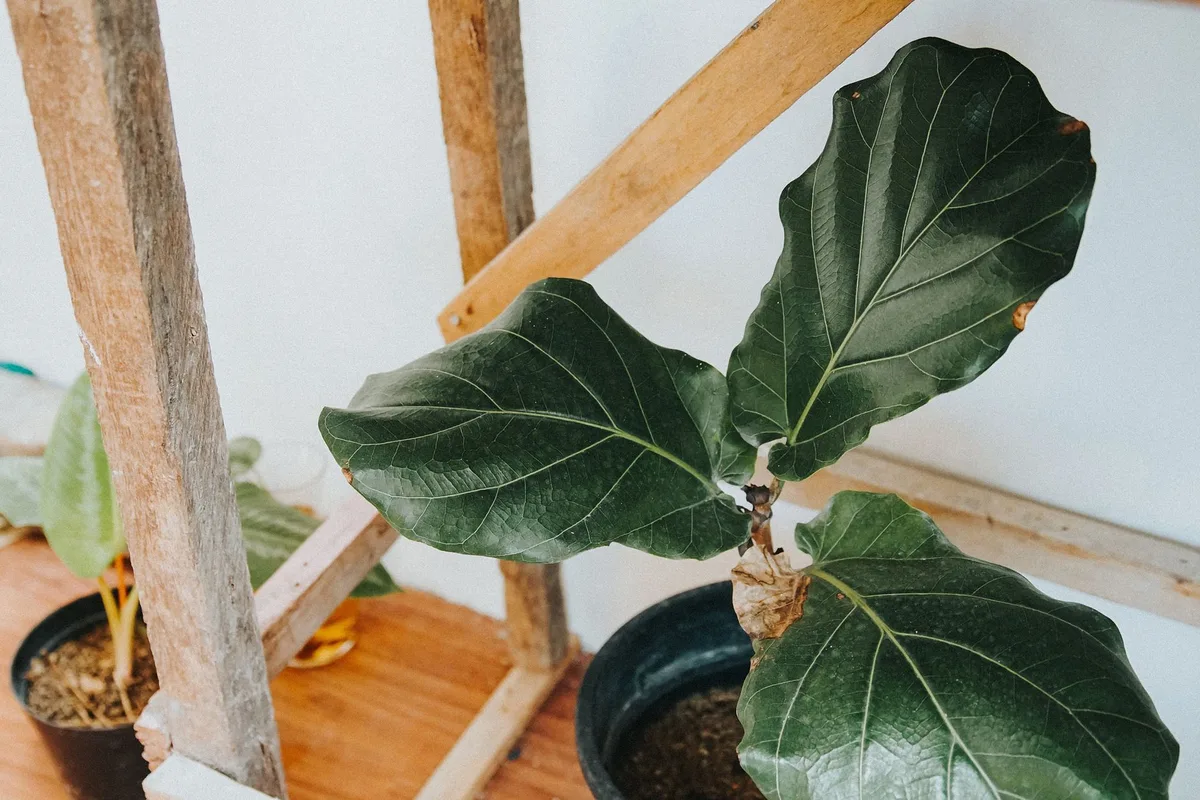 Fiddle Leaf Fig plant structure